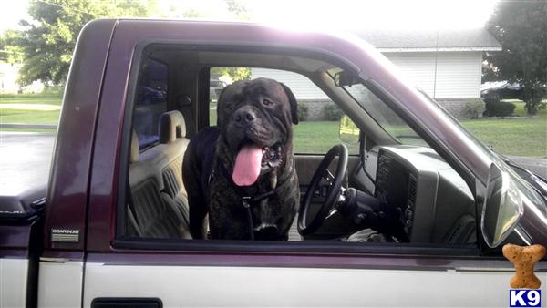 Stud Dogs - Bullmastiff